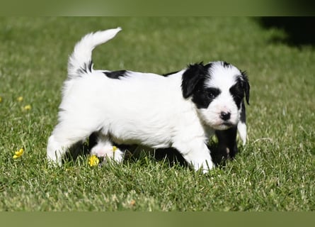 traumhaft hübscher Tibet Terrier Welpen aus erfahrender Zucht  sind geboren dürfen im Juni ausziehen