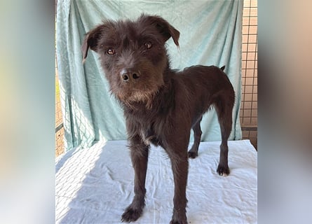 ❤️ RANDY mit den traurigen Augen - 1 Jahr, 45cm/15kg - Schnauzer-Mix