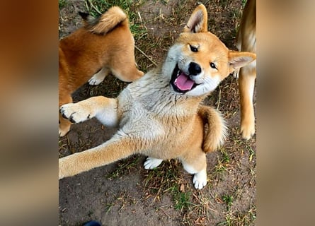 Shiba inu Welpen.   vom Haus Joe   ,Liebhaberzucht
