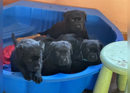 2 Labrador Retriever Weibchen Welpen mit Ahnenpass, Eltern HD, ED, PL, OCD, Augen und Genetisch frei