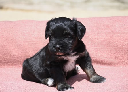bezaubernde Tibet Terrier Welpen aus liebevoller Zucht dürfen Ende Juli ausziehen..