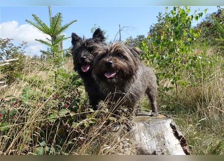 Cairn-Terrier-Welpen von-der-Iburg bietet sehr schönen Rüden