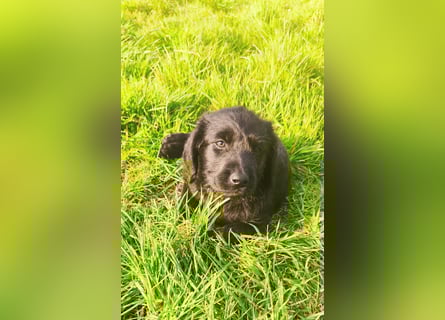 Abgabebereit !!Labradoodle Welpen Silver und Schwarz -Mit Papiere