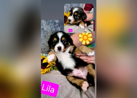 Australian Shepherd Wurfankündigung