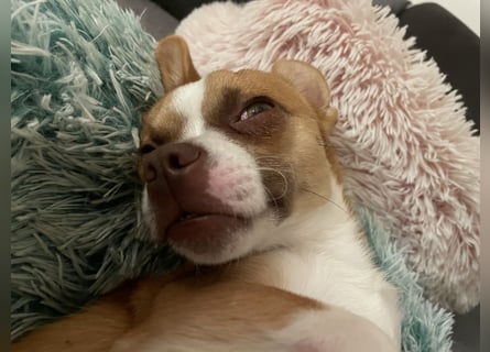 Chihuahua Havaneser Mix Welpen