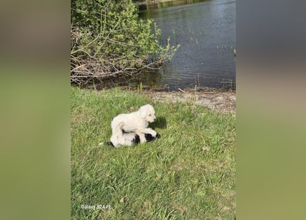 Spanische Wasserhund Welpen reinrassig