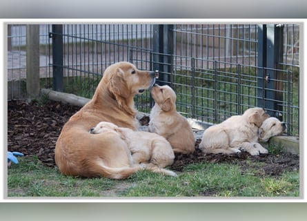 Golden Retriever Welpen vom Thüringer Wald