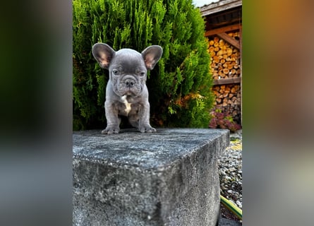 2 wunderschöne Welpen -Blue(grau) und fawn -Mädels