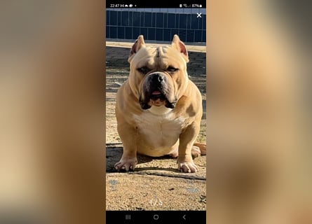 American Pocket Bully