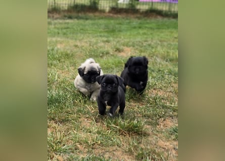 Mops Welpen  ( Altdeutsche )