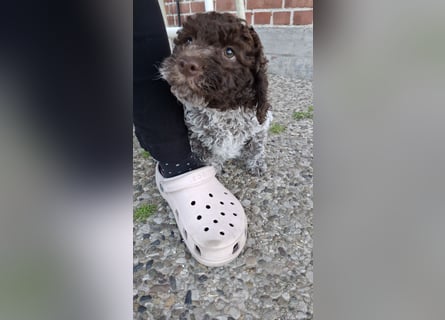 Lagotto Romagnolo Rüde mit Handicap