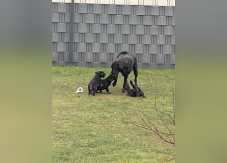 Wunderschöne Labrador Welpen