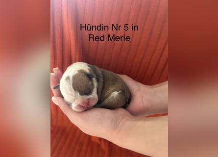 Hündin Nr 5
