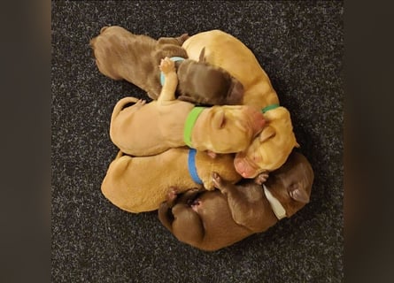 Wunderschöne Labradorwelpen in liebevolle Hände abzugeben. 