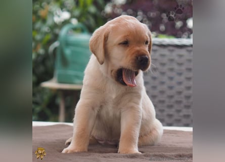 Labrador Welpen in hell gelb - die Buben