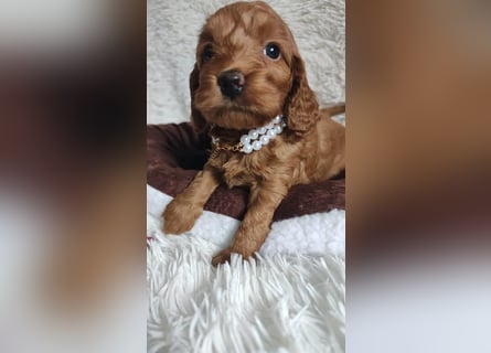 Wunderschöne Cockapoo-Welpen