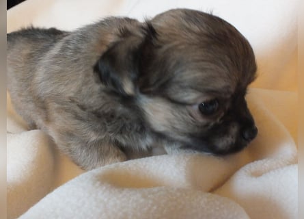 eine Hand voll Glück - Chihuahua Welpen RESERVIERT