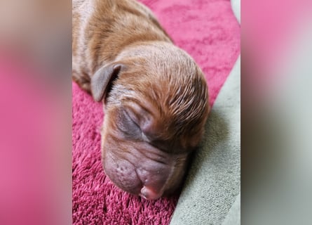 Rodesian Ridgeback Welpen im Kennel "Free Spirit"