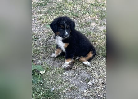 BernerSenne/ Australian Shepard