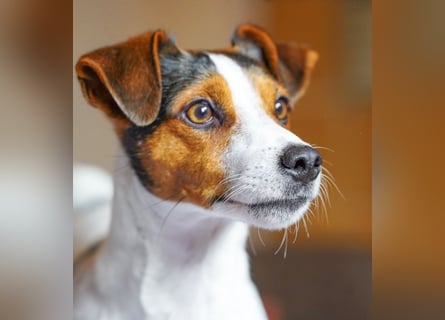 Dansk Svensk Gardhund,  Farmdog, Danky
