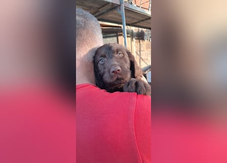 Labradoodle Welpen