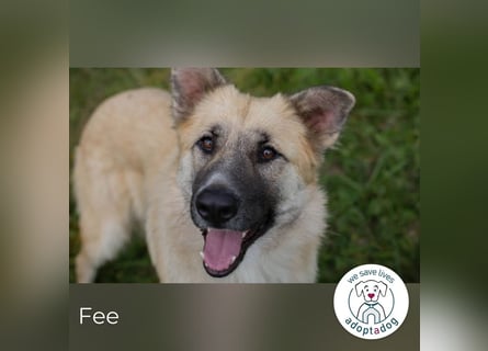 Fee: anhängliche Schönheit