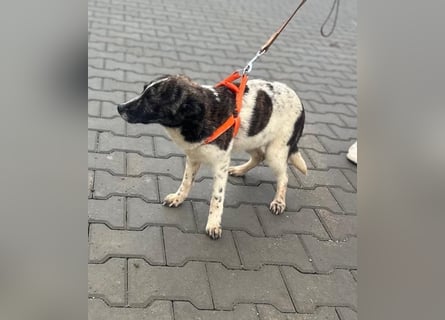 Püppie - 6 Monate - mittelgroß
