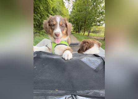 Australian Shepherd Welpen braun/redtri (Minimix/Reinrassig)+ Gesundheitszeugnis