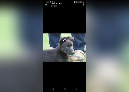 Schäferhundwelpen