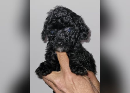 ZWERGPUDEL / TOY 2 männlich braun tan 1 schwarzes Mädchen 1 black tan Mädchen