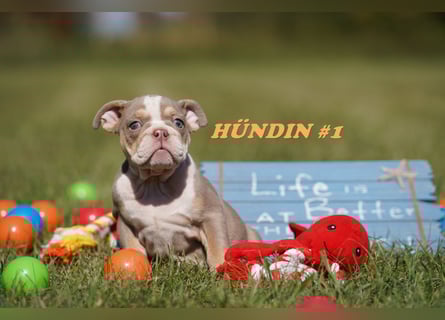 Reinrassige Freiatmende Englische Bulldogge Welpen auf Familiensuche
