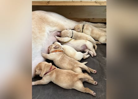 Labrador-Welpen in champagner mit Ahnentafel