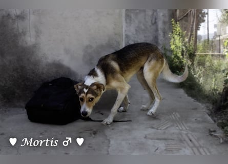 Familienhund Mortis sucht ein Zuhause
