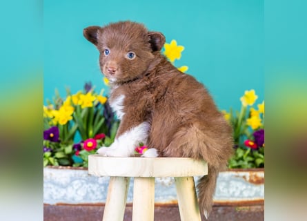Kleinbleibende Miniature Australian Shepherd Welpen