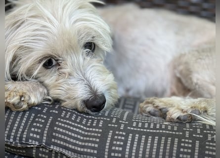Maltipoo Malteser Toy Pudel Mix Welpen