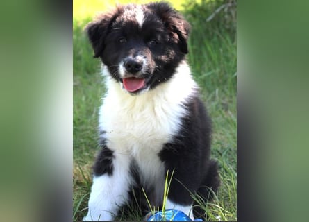 Australian Shepherd Welpe (reinrassig)