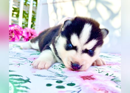 FCI Pedigree Blue Eyed Black & White Siberian Husky Champion Puppy
