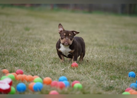 Wunderschöne Reinrassige American Bully Pocket Welpen mit ABKC Papiere