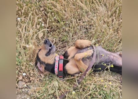 Jo:  Traumhund für Segugio-Freunde