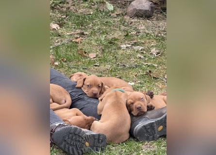 Wunderschöner reinrassiger Vizsla Welpe
