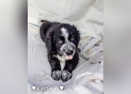 , Cindy und Carla suchen ab Mitte Juli ein Zuhause