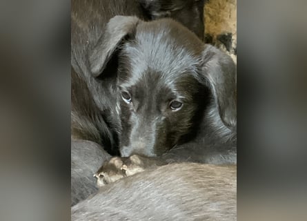 Deerhoundwelpen suchen ein liebevolles Für-Immer-Zuhause