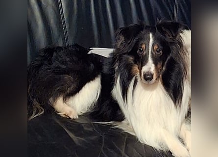 Sheltie Shetland Sheepdog