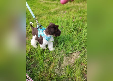 American Zwergschnauzer Braun weiß geb 05.04.2025