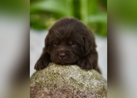 Aussiedor Aussiedorwelpe Welpe Australien Shepherd x Labrador