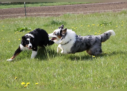 Australian Shepherd sucht Pflegefamilie