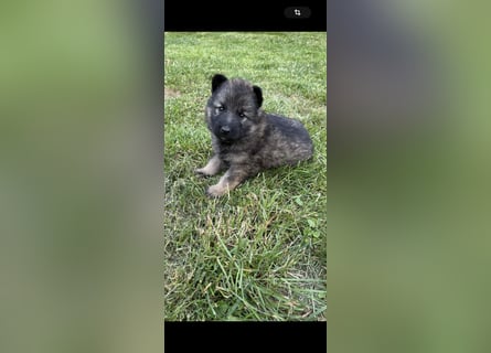 Verkaufe Deutsche Schäferhundwelpen