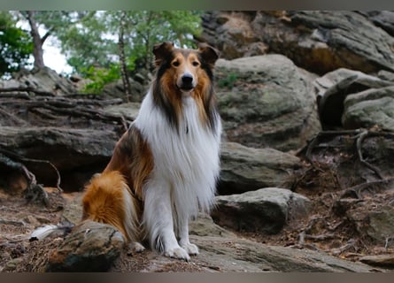 Familienfreundliche amerikanische Collies