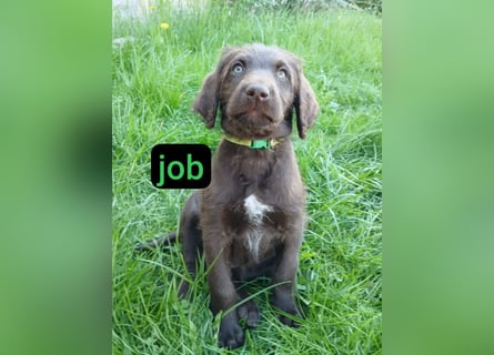Welpen Labradoodle F1 Braun Groß Könispudel x Labrador