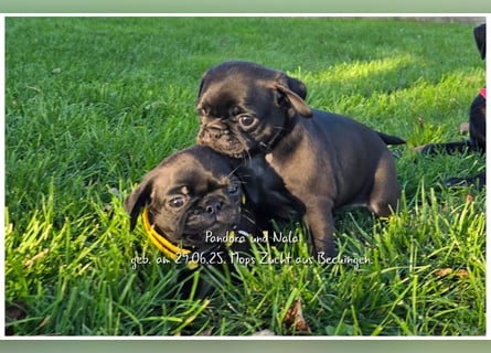 Mops Welpen